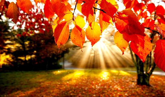 fall cleaning