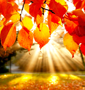fall cleaning